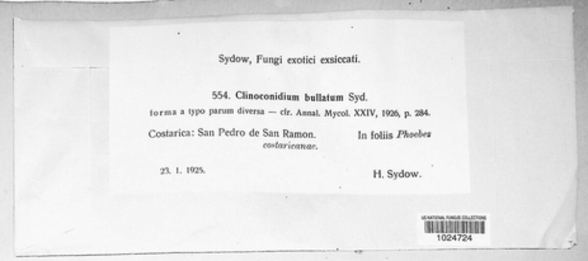Cryptobasidiaceae image